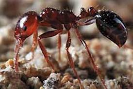 ant pest control pest extermination